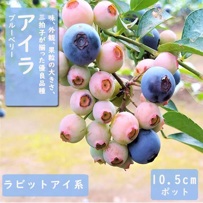 Amazon.co.jp: ブルーベリー 苗木 ラビットアイ系 アイラ 10.5